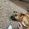 Kobe PeBenito