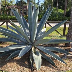 Healthy Blue Agave Plants - 6"-24" Tall 