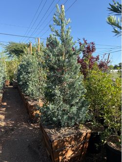 Podocarpus “Icee Blue”