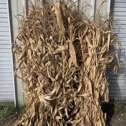 Last Chance! Fall Decor Corn Stalks/Shocks - Limited Supply