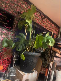 Huge Monstera plant 3 feet tall approximately
