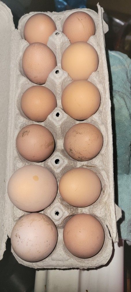Chicken Eggs