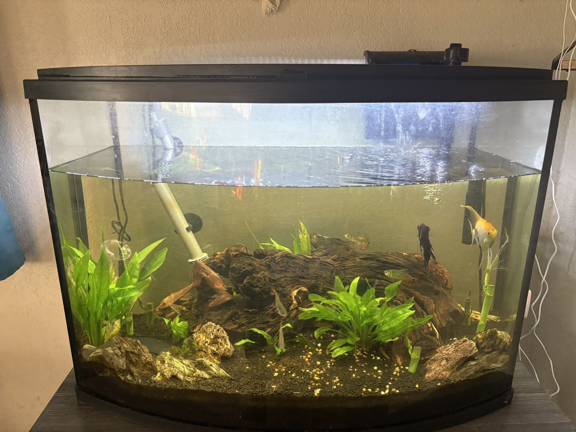Fish Tank