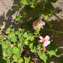 Geraniums In Pot Decorative Pink Flowers Hanging Of In Pot 