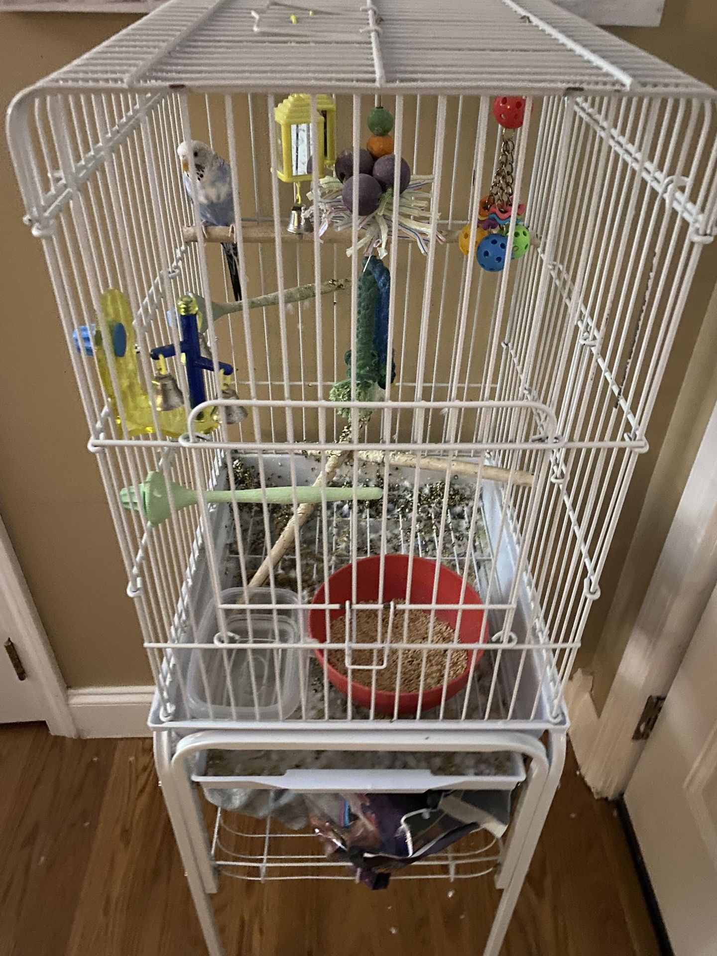 Bird And Cage