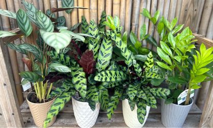 Assorted plants