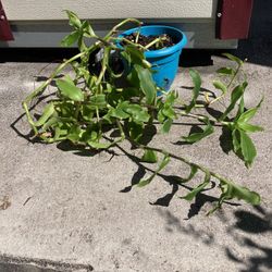 Plant in Blue Planter | Vine | Ground Cover | White Flowers Shown in 2nd Picture 