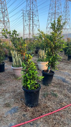 Ficus