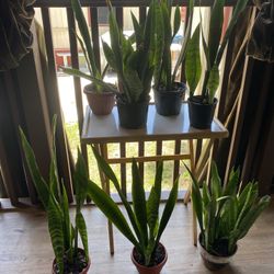 Platas Naturales Pequeñas 5 Dolares Medianas 7 Grandes 10 Dólares 