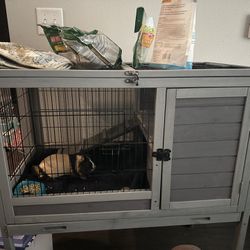 Guinea Pigs And Cage