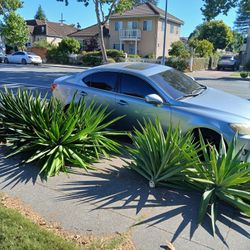 Free Yucca