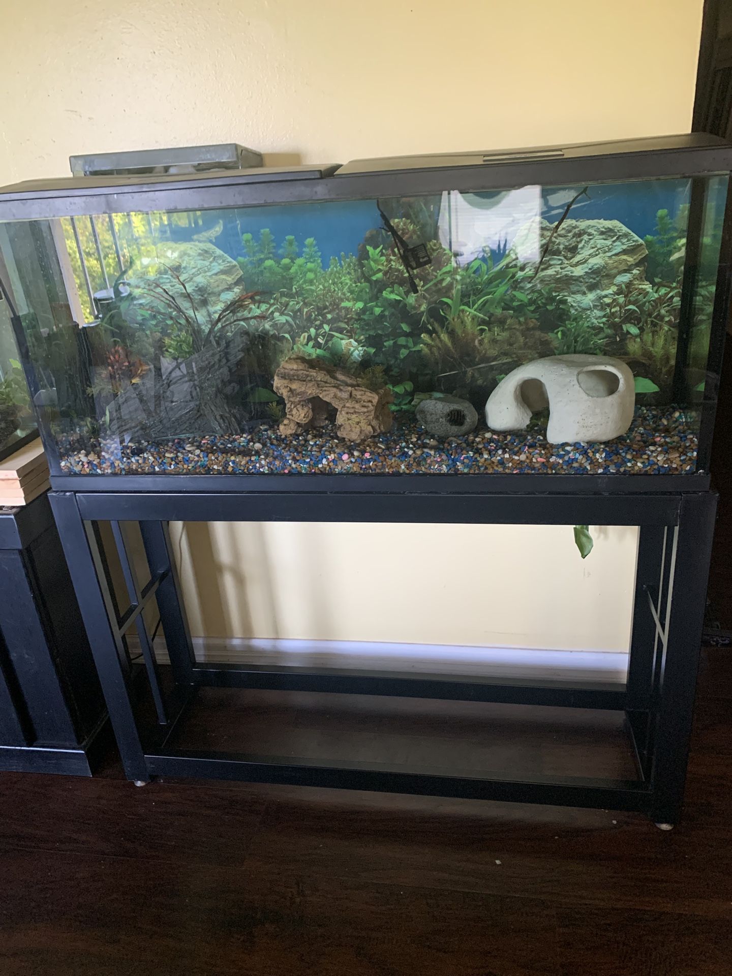 55 Gallon Fish Tank Set Up