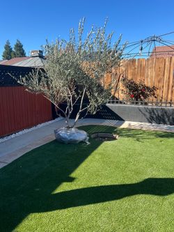 🌿🌴 Beautiful Olive Trees & Palm Trees For Sale