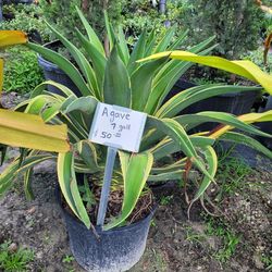 Agave  yellow/green 7 Gallons
