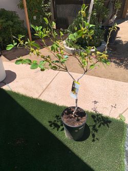 Lemon citrus tree