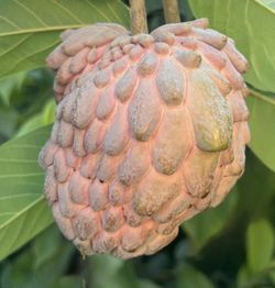 Lisa Atemoya Fruit Tree