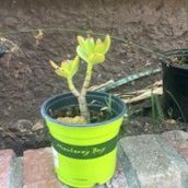 Young Jade Plant