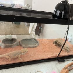 Fish Tank 
