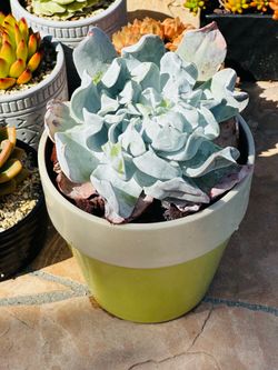 White rare curly Echeveria 'Cubic Frost' Succulent