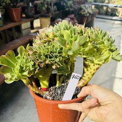 Aeonium Embroider Variegated Imported
