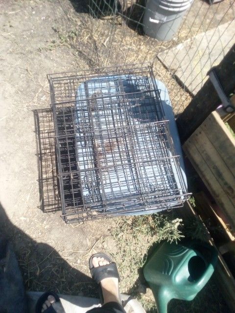 Dog Crate 