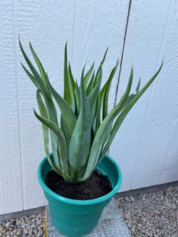 Smooth Agave Plant
