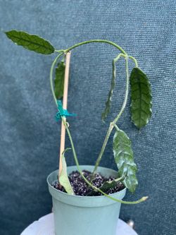 Hoya Globulosa House Plant, In 6 Inch Pot Pick Up Only