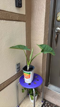 Elephant ears plant