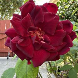 Red Rose With Fragrance 