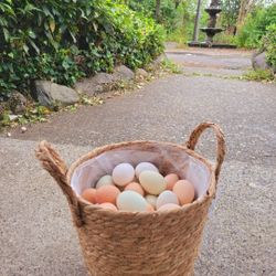 Free Range Chicken Eggs
