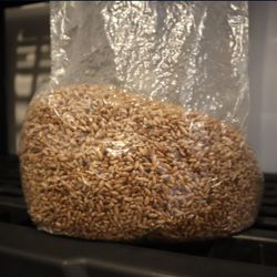 Grain Bags, Sterilized and/or Colonized9