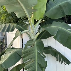 Banana Plant
