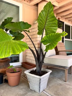 Large Dark Star Plant