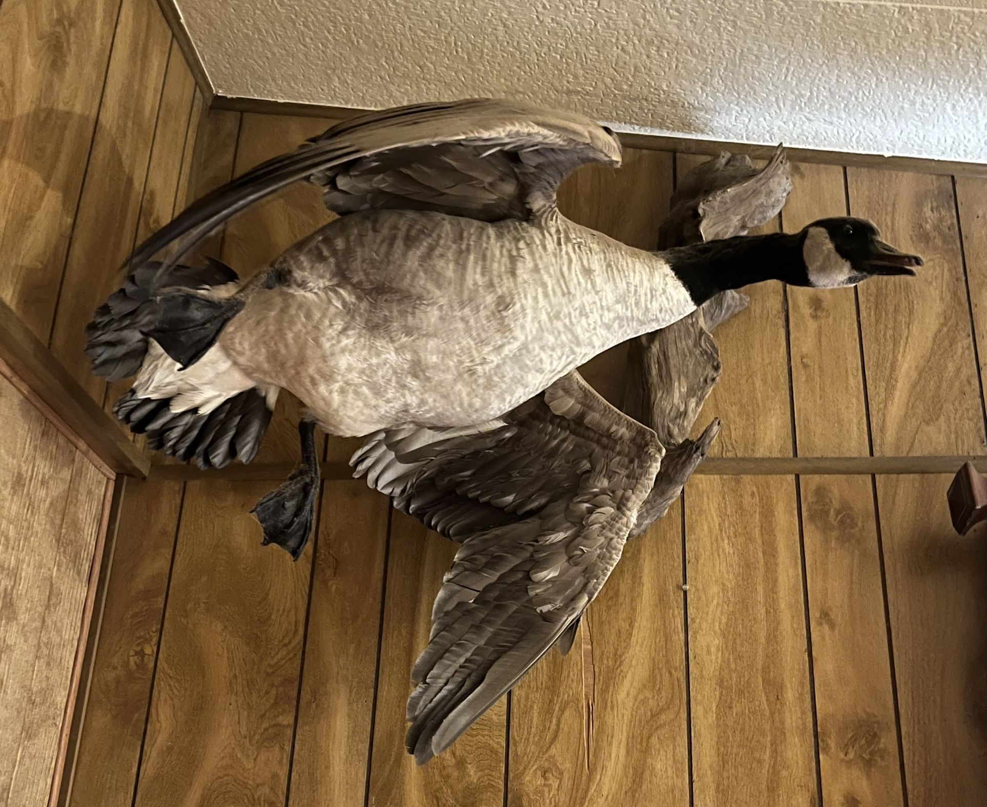 Canadian Goose Wall mount
