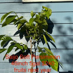 saijo soft persimmon tree