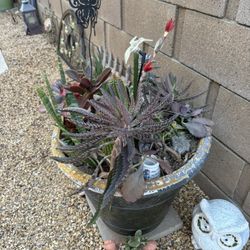 Various Succulents Big Pot 