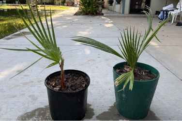 Palm Trees