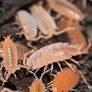 Isopods For Sale