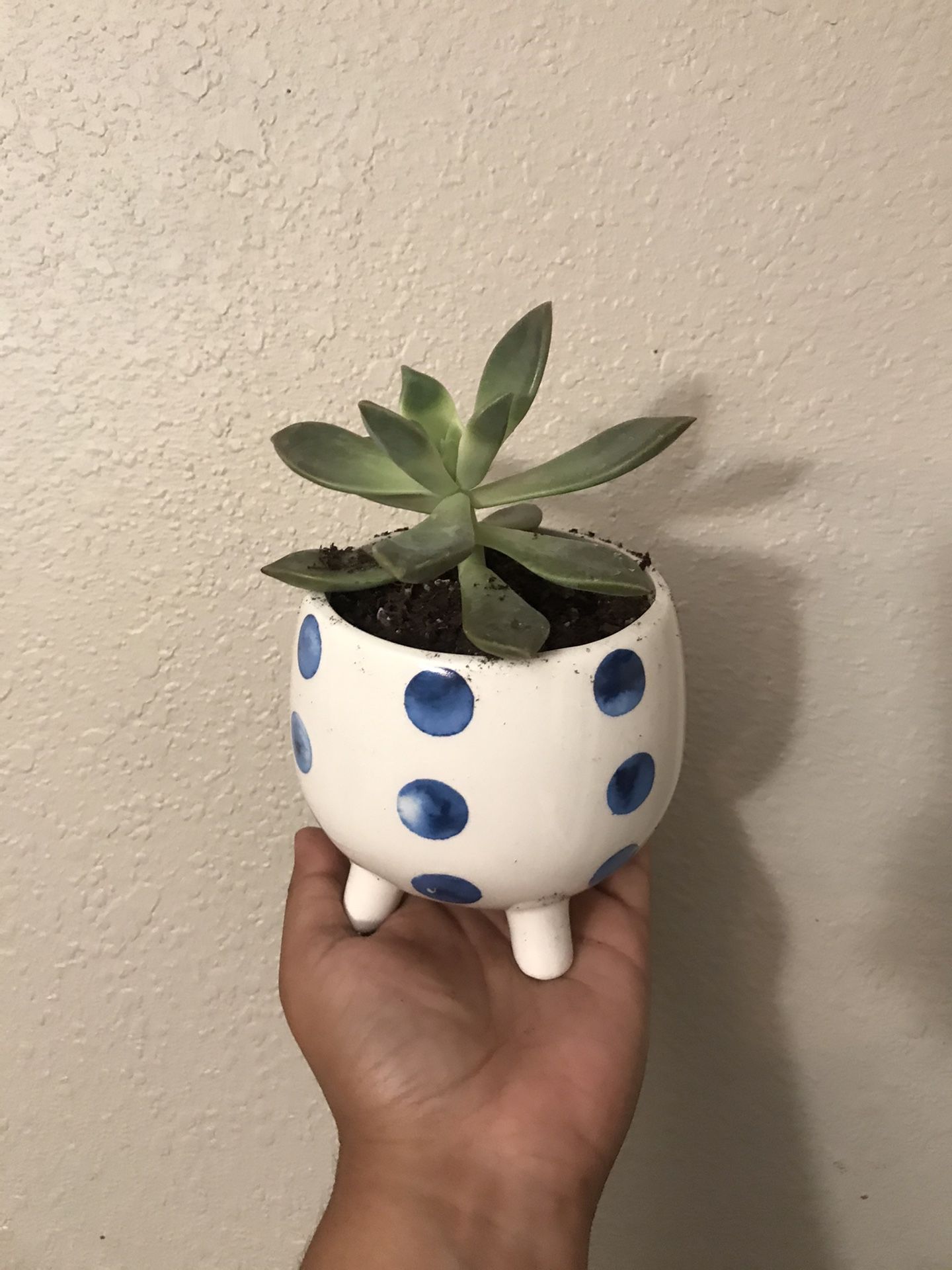 succulent plant in ceramic pot
