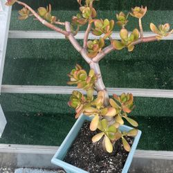 So beautiful huge lucky red Jade plant bonsai old money tree 幸运发财树 only one hurry