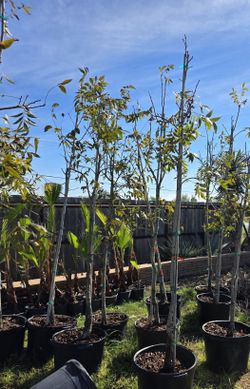 Pecan Tree Grafted 15gallones 8pies 
