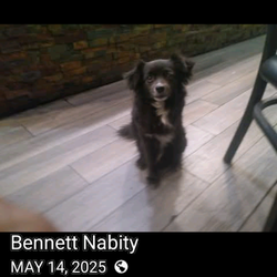 Lost dog. small breed