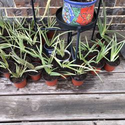 Aloe Vera plant