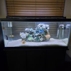 Fish Tank 