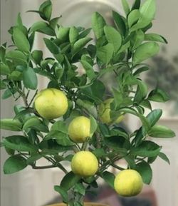 Grapefruit Trees