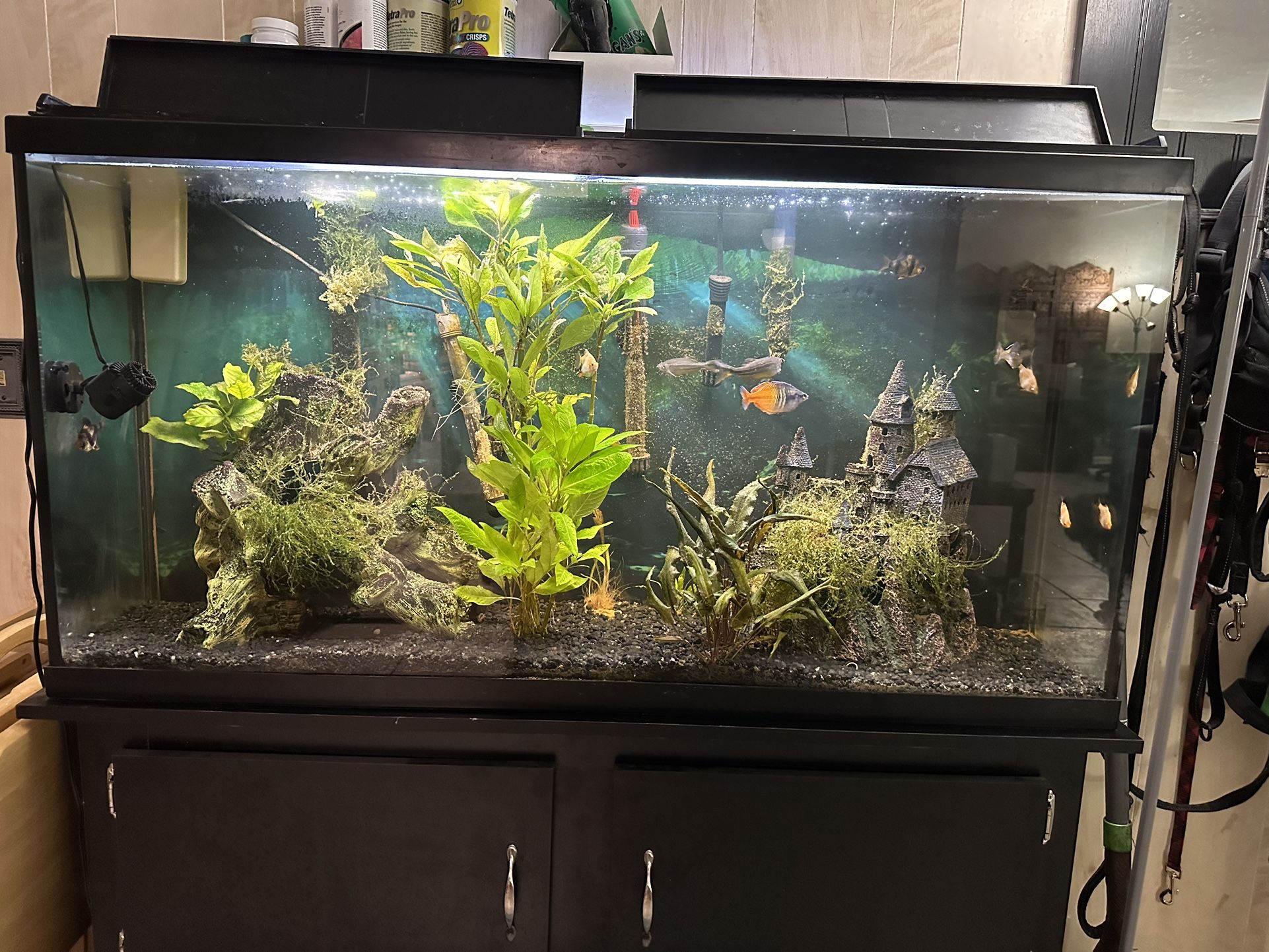60 Gallon Tall Aquarium
