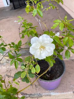 White Rose Plant