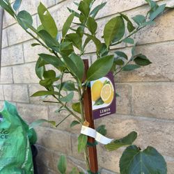 Meyer Lemon , Semi Dwarf