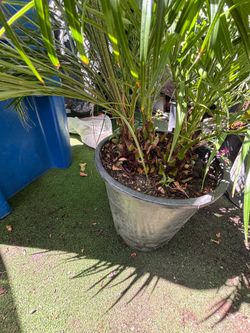 Palm
