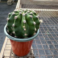 Live Echinopsis Cactus (Live Cactus Succulent Plant), 4" Rooted